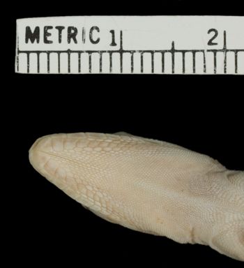 Media type: image;   Herpetology R-10630 Aspect: head ventral